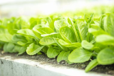 Sebze tarlasında yeşil marul yaprakları. Bahçecilik arka planında yeşil salata bitkileri var. Biyolojik sebzeler, organik tarım kavramı.