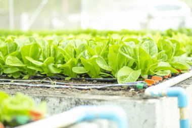Sebze tarlasında yeşil marul yaprakları. Bahçecilik arka planında yeşil salata bitkileri var. Biyolojik sebzeler, organik tarım kavramı.