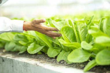 Sebze tarlasında yeşil marul yaprakları. Bahçecilik arka planında yeşil salata bitkileri var. Biyolojik sebzeler, organik tarım kavramı.