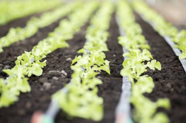 Sebze bahçe büyüyen marul