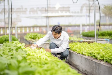 Asyalı çiftçiler yeni ekilmiş organik salata sebzelerini keşfediyorlar..