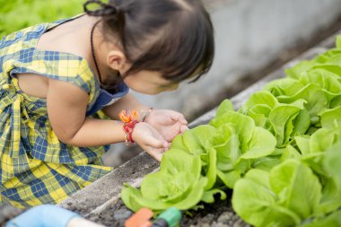 İlkbaharda taze salata yetiştiren küçük şirin anaokulu çocuğu küçük bir çocuk bahçıvanlıktan memnun. Çocuklar evde sebze yetiştirmeye yardım ediyor..