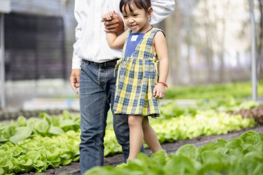 İlkbaharda taze salata yetiştiren küçük şirin anaokulu çocuğu küçük bir çocuk bahçıvanlıktan memnun. Genç bir kız, Asyalı babasıyla birlikte evinde sebze yetiştiriyor..