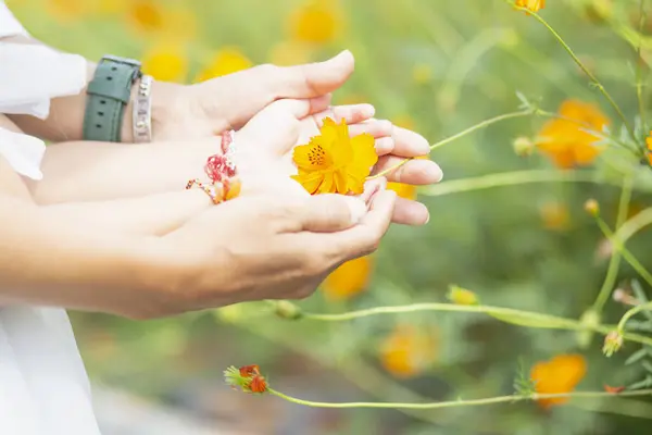 Female hands touch flowers on background with beautiful flowers and green leaves in the garden. Women's hands touch and enjoy the beauty of a natural Asian flower garden.