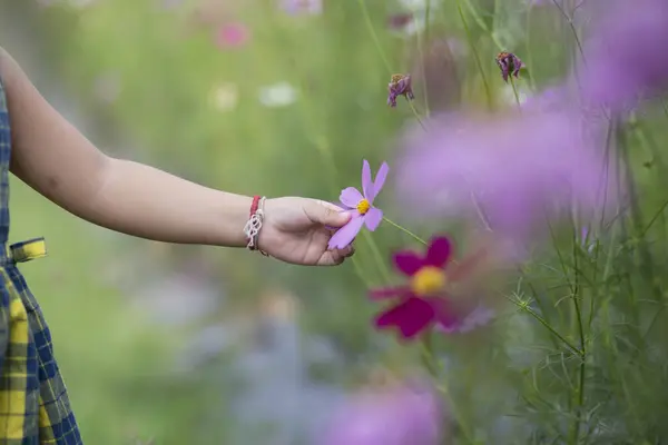 Female hands touch flowers on background with beautiful flowers and green leaves in the garden. Women\'s hands touch and enjoy the beauty of a natural Asian flower garden.