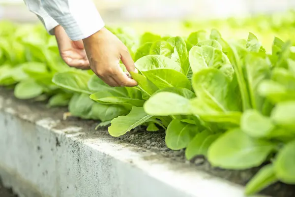 Green lettuce leaves in the vegetable field. Gardening background with green salad plants in the ground. Bio vegetables, organic farming concept.
