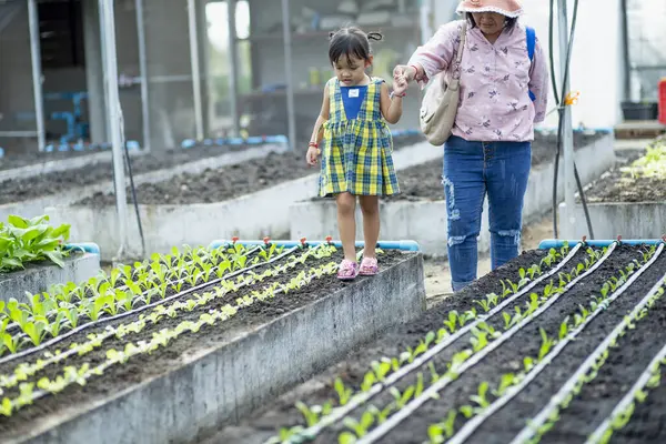 Bir anne ve kız sebze bahçesine ekilen marullara bakın..