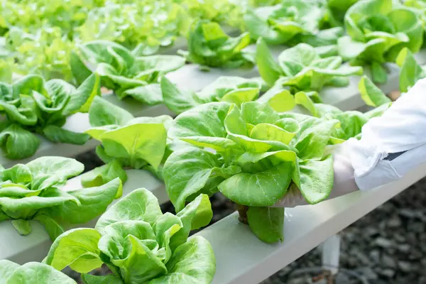 Çiftliğin güzel ve lezzetli bir organik salata bahçesi var..