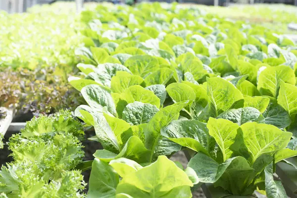 Çiftliğin güzel ve lezzetli bir organik salata bahçesi var..