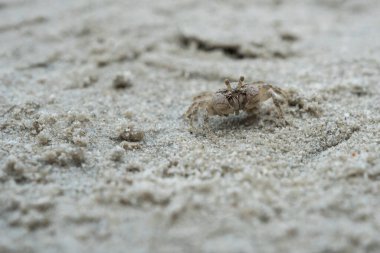 küçük beyaz Yengeç üzerinde kum portre vurdu