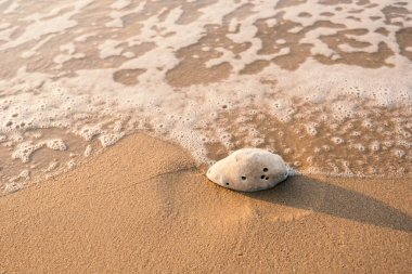 Denizin önündeki kumsalda bir mercan parçası.