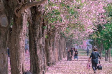 Pembe trompet ağacı parkı (Kasetsart Üniversitesi, Tayland)