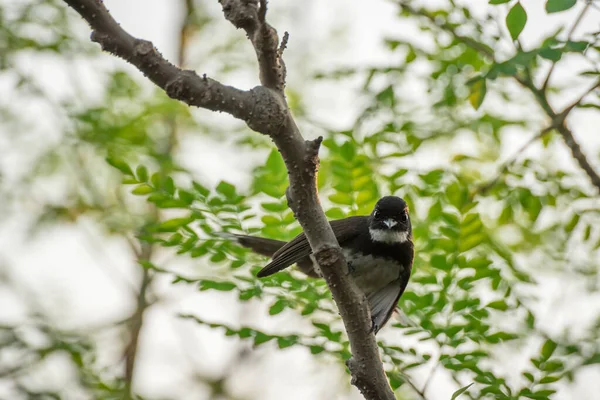 Beyaz boğazlı Fantail Flycatcher