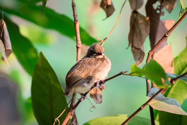 Aves Bebé Esperando Madre Pycnonotus Erythropthalmos — Foto de Stock