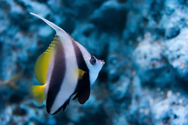 물에는 산호초 물고기 — 스톡 사진