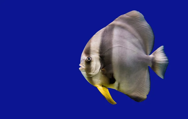 Pesce Mare Isolato Sfondo Blu — Foto Stock