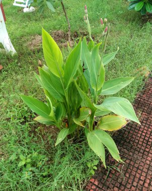 Lily ve Afrikalı Ararmut ve Çiçek Çiçeği Yapamaz