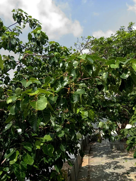 Ficus Religiosa Eller Peepal Trädblad Och Frukt — Stockfoto