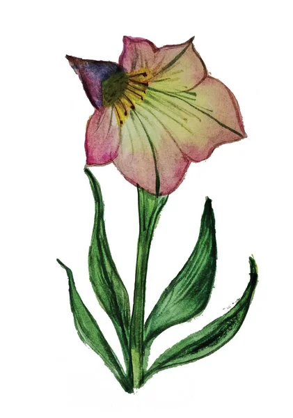 Kolorowy Akwarela Kwiat Pozostawić — Zdjęcie stockowe