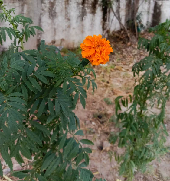 Ayurvédikus Marigold Vagy Tagetes Gyógynövény Virág Hagyja — Stock Fotó