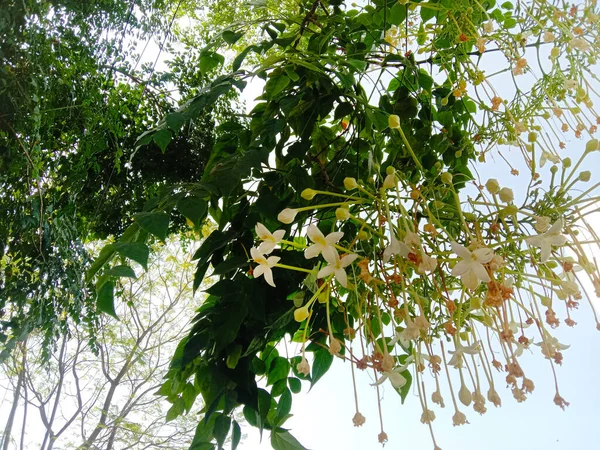 Flores Folhas Ramos Ramo Cortiça Indígena Árvore Millingtonia Hortensis — Fotografia de Stock