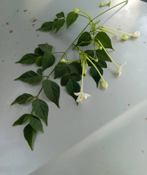 Korka Indyjskiego Lub Hortensji Millingtonia Kwiaty Pąki Liście — Zdjęcie stockowe