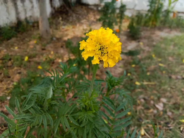 ハーバルアーユルヴェーダマリーゴールドまたはタゲッツ薬用ハーブ植物の花と葉 — ストック写真