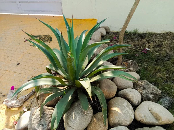 Зеленый Цвет Агавы Сальмиана Пульке Агава Декоративное Растение — стоковое фото