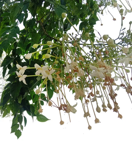 Indiai Parafa Vagy Millingtonia Hortensis Virágai Levelei — Stock Fotó