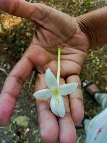 Sughero Indiano Millingtonia Hortensis Fiore Bianco Palma — Foto Stock