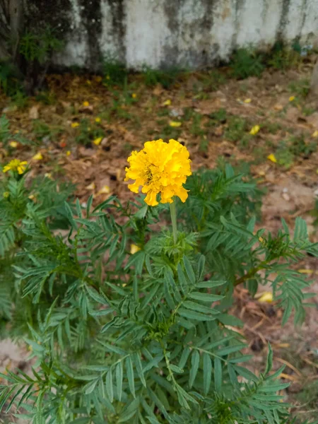 Marigold Lub Tagetes Ziołowy Kwiat Roślin Leczniczych Pozostawić — Zdjęcie stockowe