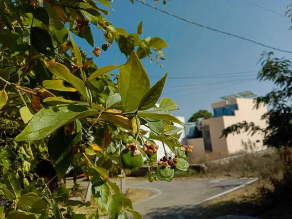 Φαρμακευτικό Parijat Tree Nyctanthes Arbor Tristis Φύλλα Κλαδιά Και Σπόροι — Φωτογραφία Αρχείου