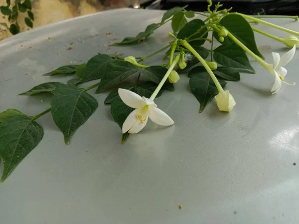 Korka Indyjskiego Lub Hortensji Millingtonia Kwiaty Pąki Zielony Liść — Zdjęcie stockowe
