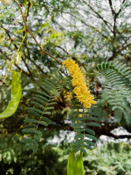 Medicinal Prosopis Cineraria Ghaf Flower Shami Flower Leave — Stock Photo, Image