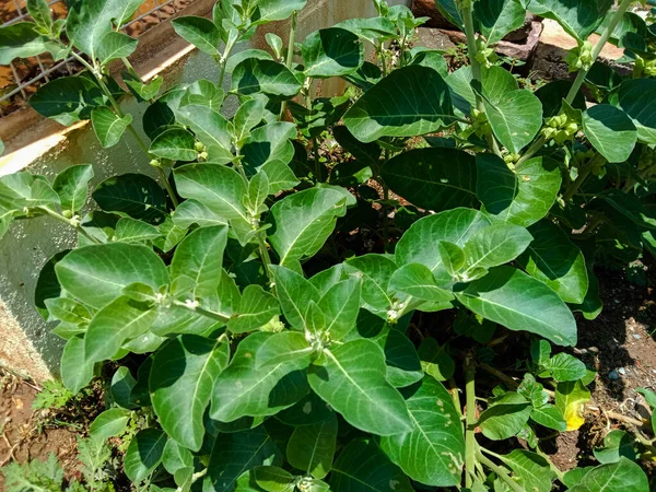 アーユルヴェーダハーブアシュワガンダ植物やウィタニア ソムニフェラ — ストック写真