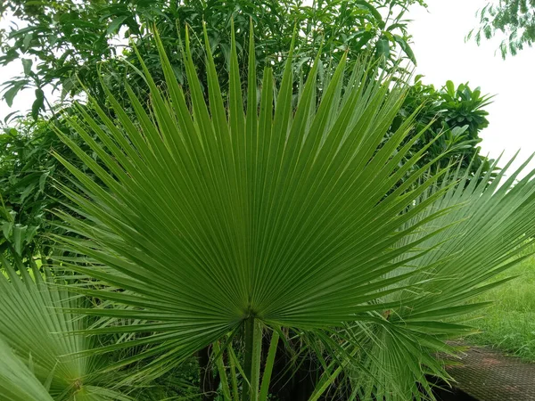 Yapay Dekoratif Fan Palm Leavesor Livistona Chinensi — Stok fotoğraf
