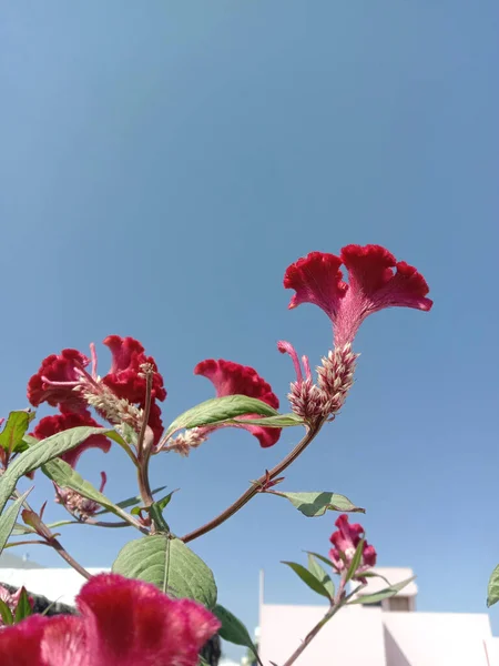 Celosia Cristata Cockscomb Planta Flores Maceta Invierno —  Fotos de Stock