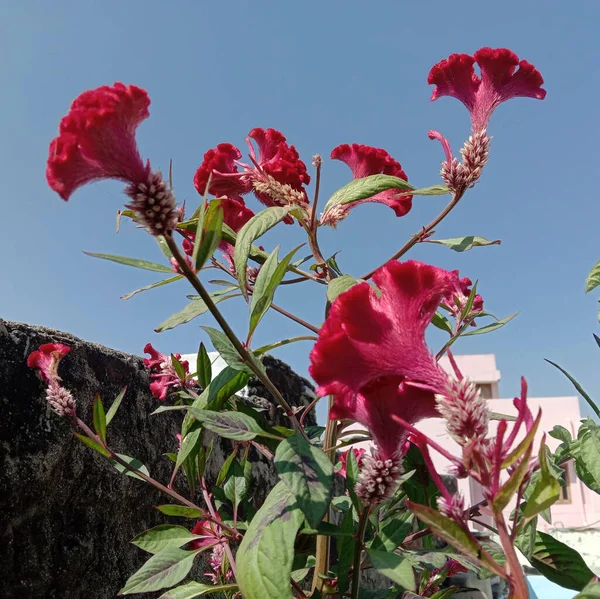 Horoz Ibiği Celosia Cristata Kış Çiçeği Planı — Stok fotoğraf