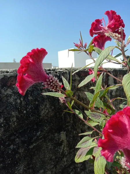 セロシアクリスタータやコックスコム冬の鉢植えの花 — ストック写真