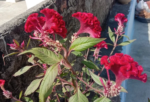 Pióropusznik Lub Wiolonczela Cristata Zimowy Kwiat Doniczkowy — Zdjęcie stockowe