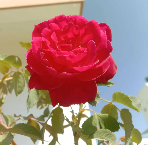 Dunkelrosa Gefärbte Rose Blume Und Blätter — Stockfoto
