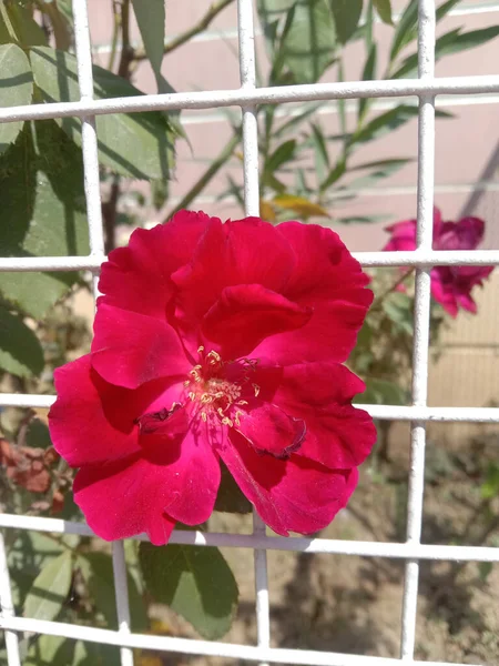 Dunkelrosafarbene Rosenblüte Und Blätter Und Gitter — Stockfoto