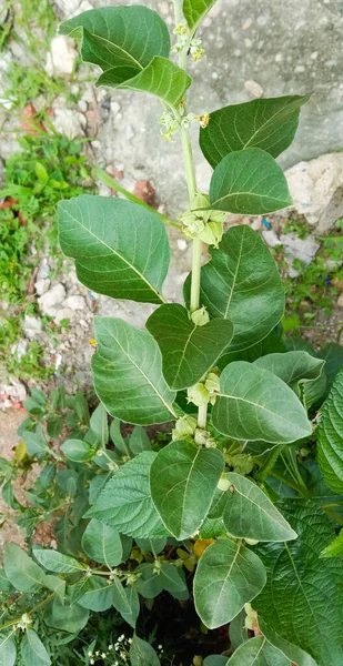 Fresh Herb Ashwagandha Plant Withania Somnifera — Stock Photo, Image