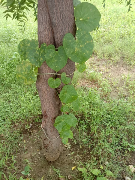 Zioło Lecznicze Tinospora Cordifolia Lub Giloy Roślina Wspinaczka Drzewo — Zdjęcie stockowe