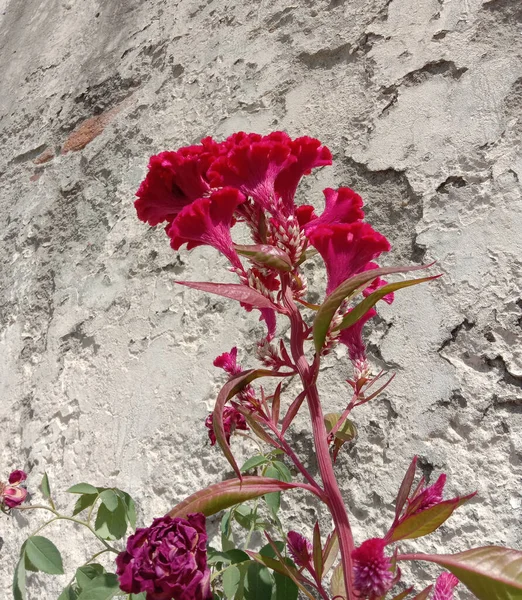 Peigne Rose Celosia Cristata Flowe Hiver — Photo