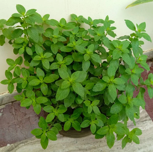 Rośliny Mięty Pieprzowej Lub Mięty Zielonej Mentha Piperita — Zdjęcie stockowe
