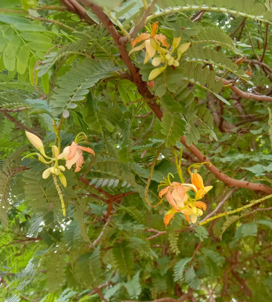 Tamarindo Tamarindus Indica Flor Cor Laranja Folhas — Fotografia de Stock