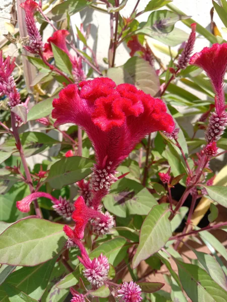 Colore Rosa Cockscomb Celosia Cristata Inverno Flowe — Foto Stock