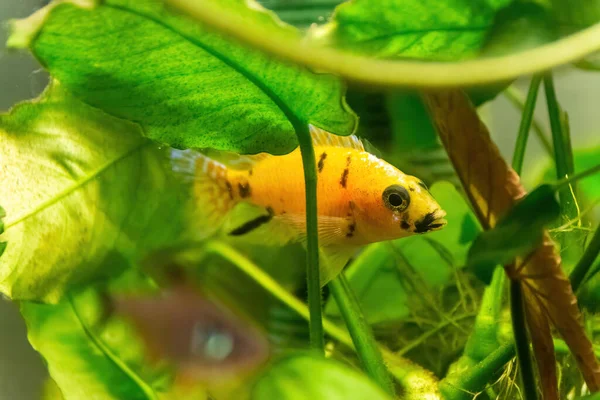 Рыба Зебра Аквариуме Между Растениями — стоковое фото
