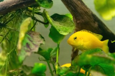 Bitkiler arasındaki akvaryumda kırmızı zebra balığı.